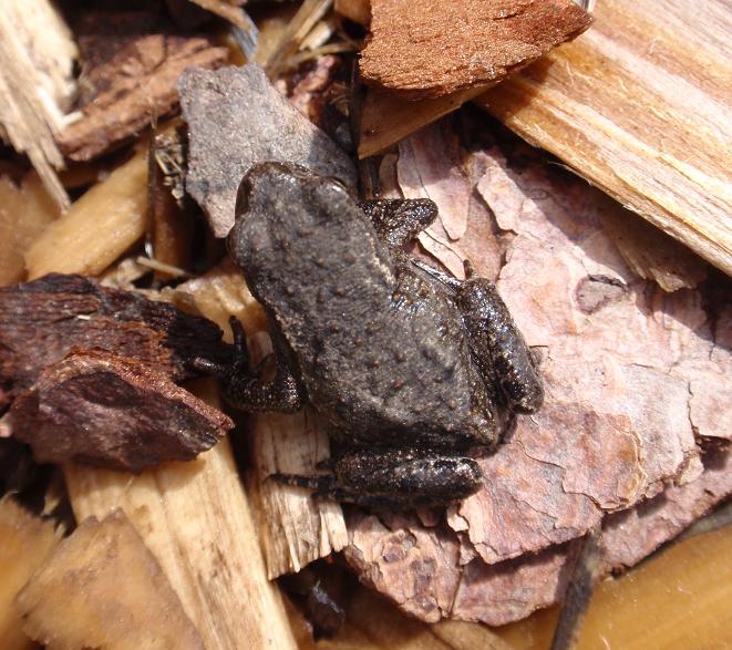 Rane del Trentino Alto Adige - Rana temporaria, Bufo bufo